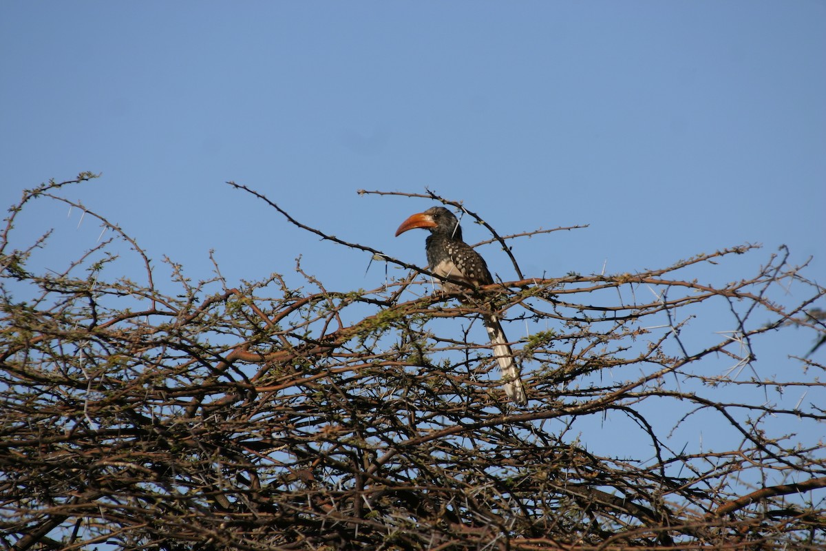 Monteiro's Hornbill - Markus Leiser