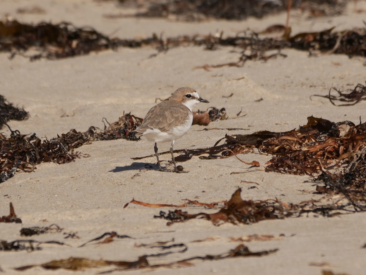 Red-capped Plover - ML446554341