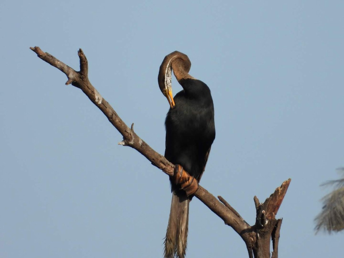 Anhinga Asiática - ML446555641