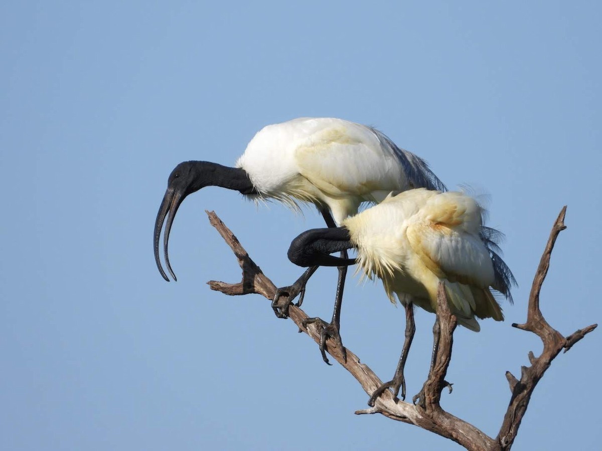 Ibis à tête noire - ML446555691