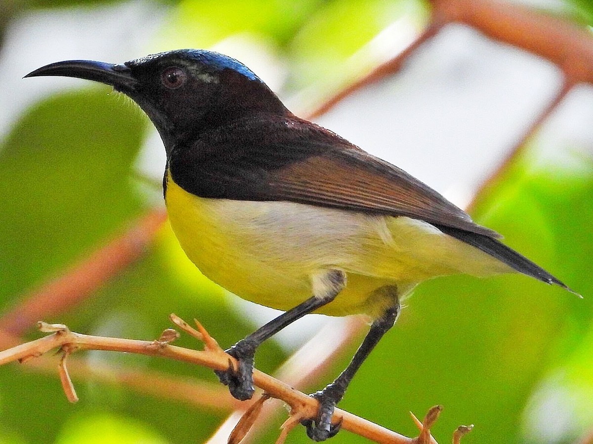 Purple-rumped Sunbird - Irene Daniel