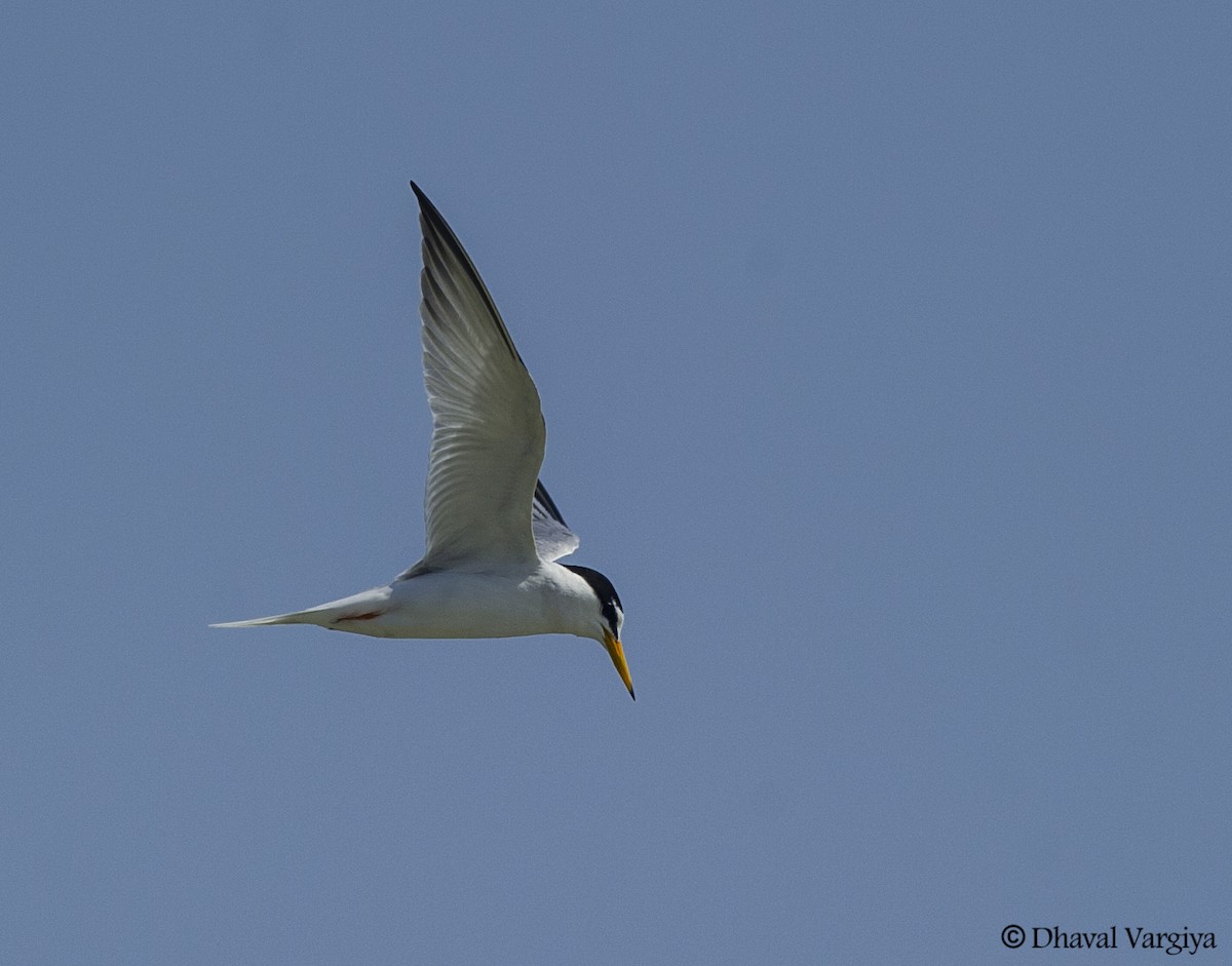 Little Tern - Dhaval  Vargiya