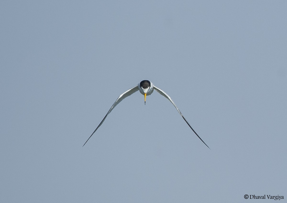 Little Tern - ML446556601