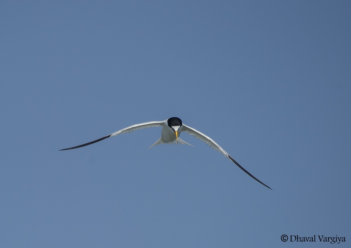 Saunders's Tern - ML446556641