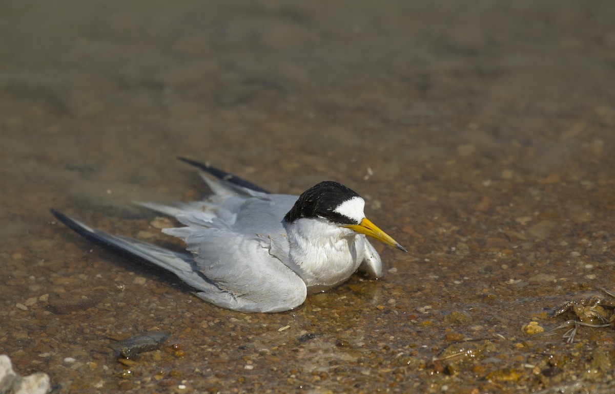 Saunders's Tern - ML446556651