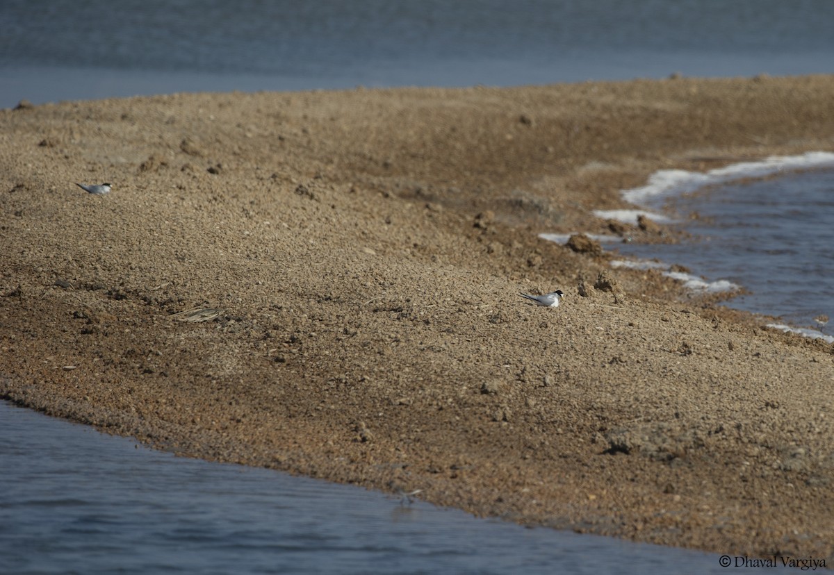 Saunders's Tern - ML446556671