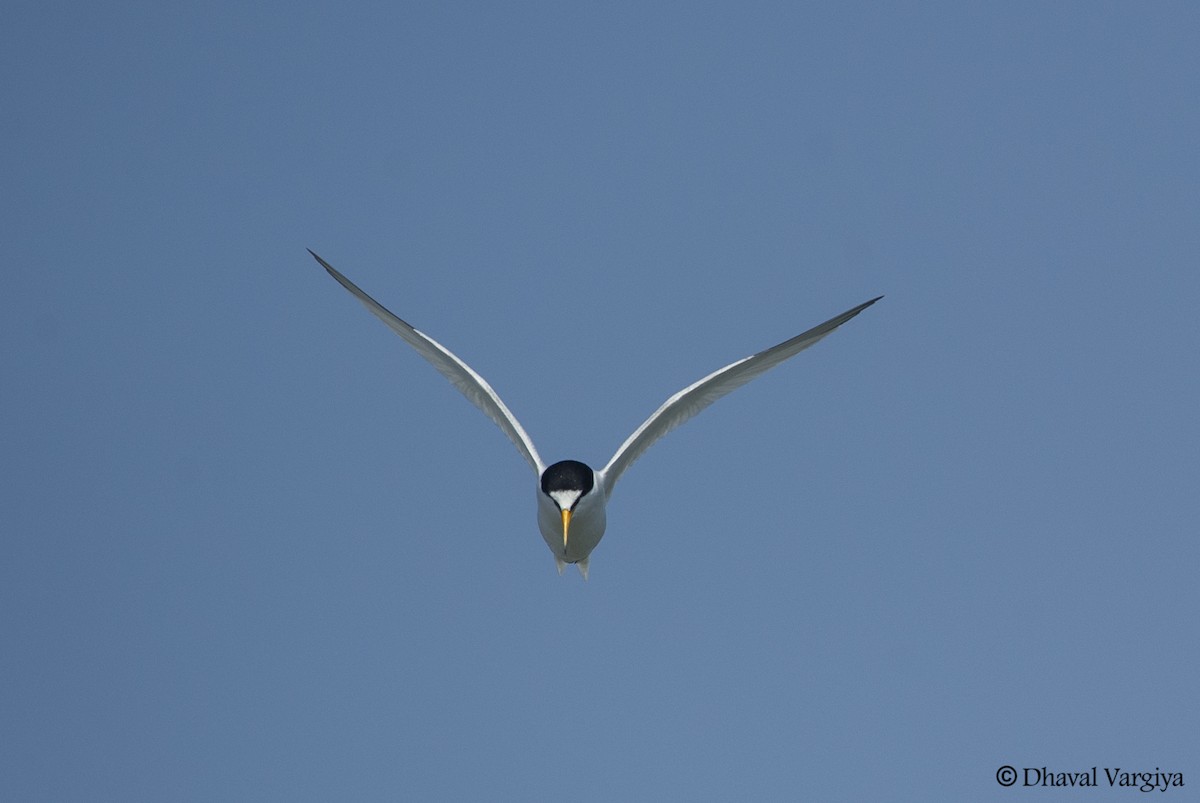 Saunders's Tern - ML446557021