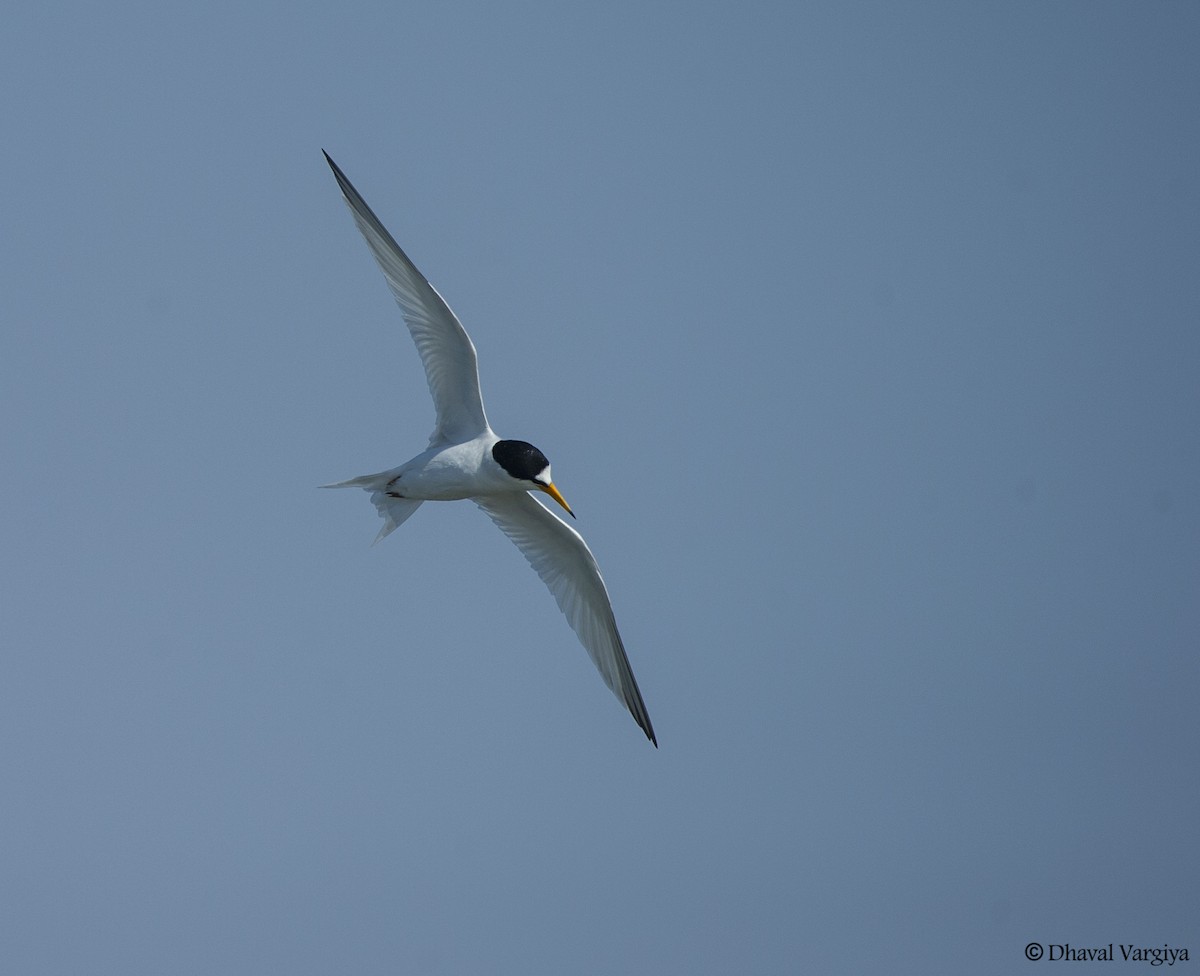 Saunders's Tern - Dhaval  Vargiya