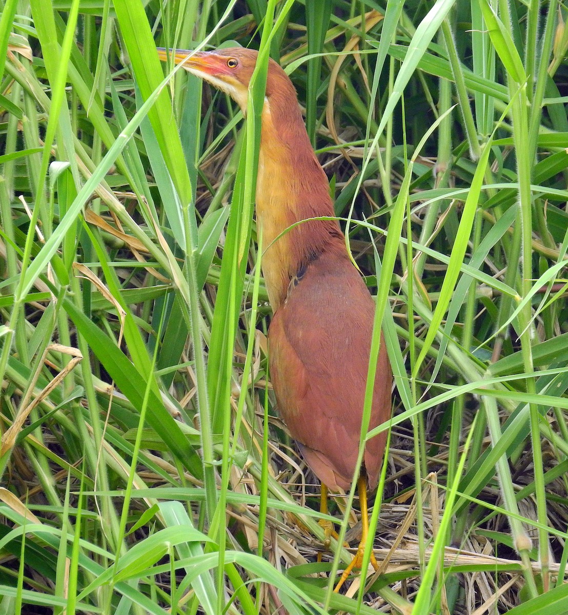 Cinnamon Bittern - ML446557741