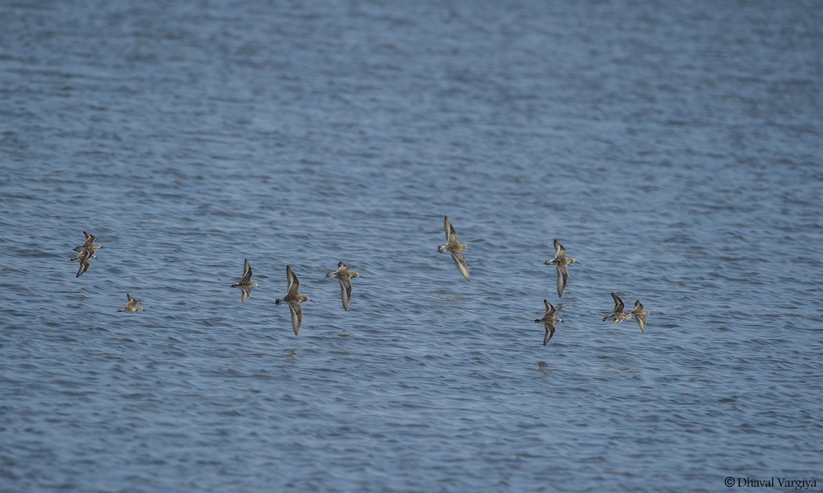 Curlew Sandpiper - ML446557821