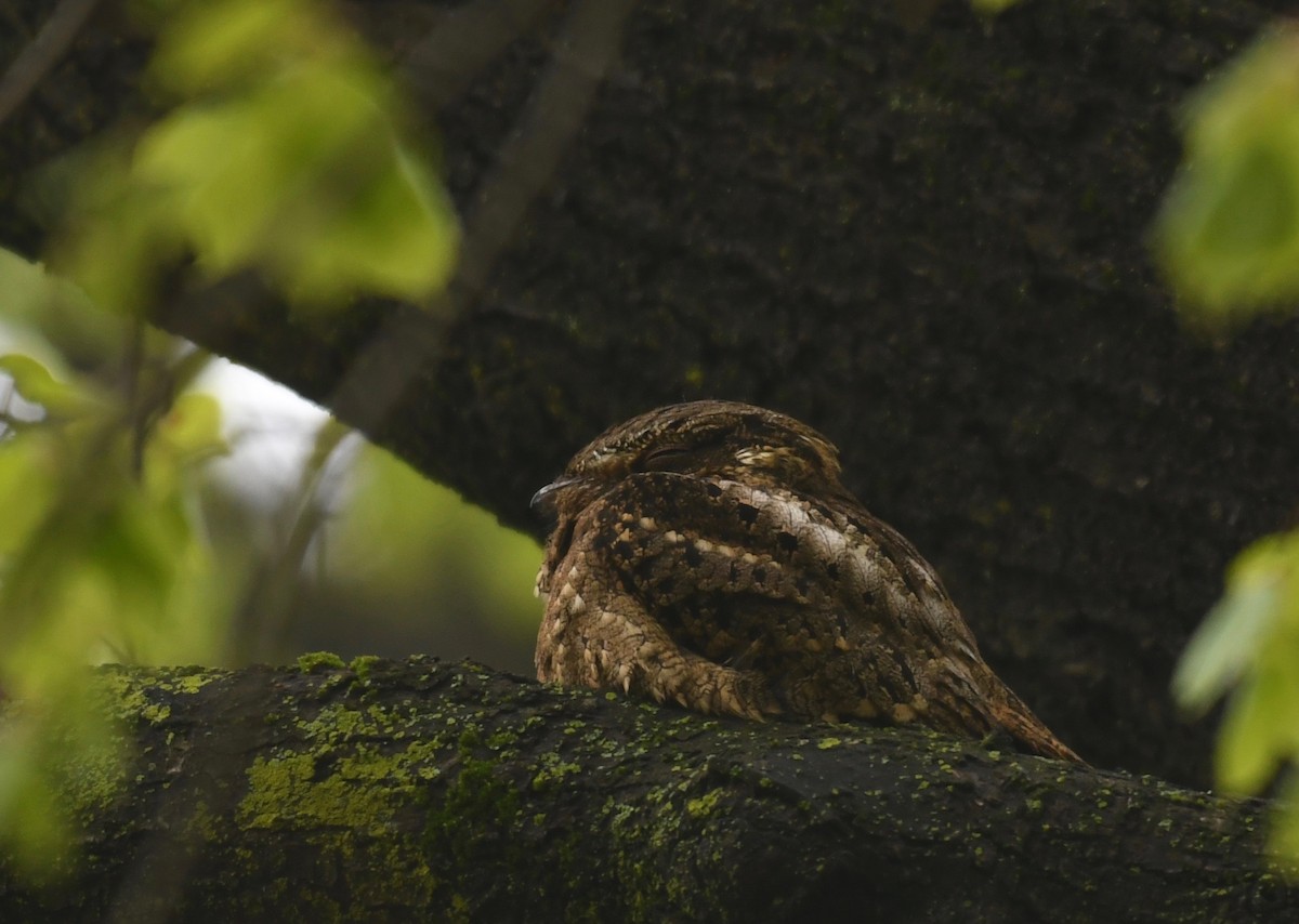 Chuck-will's-widow - ML446558641