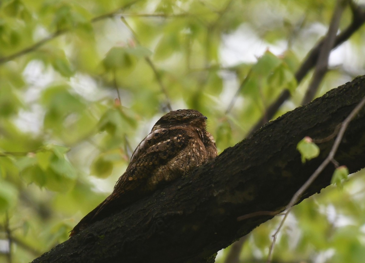 Chuck-will's-widow - ML446558651