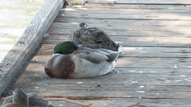 Mallard (Domestic type) - ML446558951