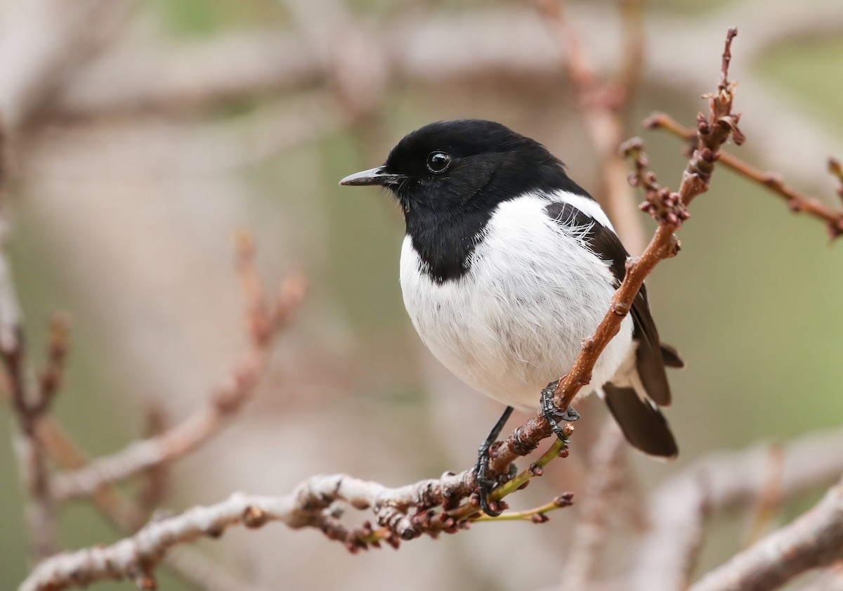 Hooded Robin - ML446559351