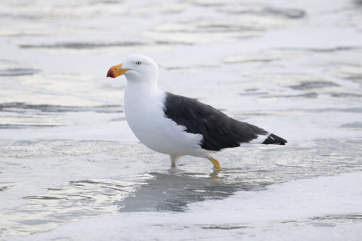 Pacific Gull - ML446559401