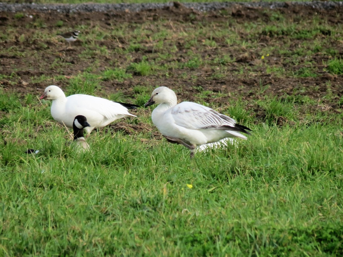 Snow Goose - ML44655961