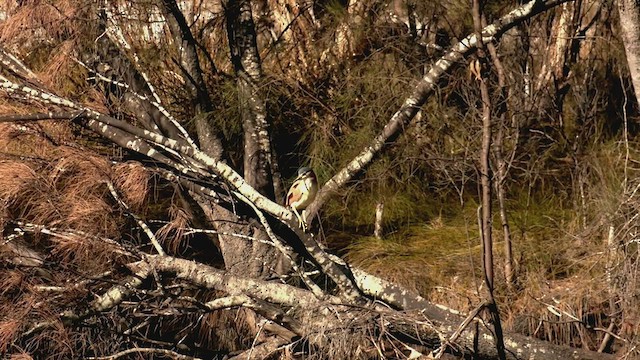 Nankeen Night Heron - ML446559921