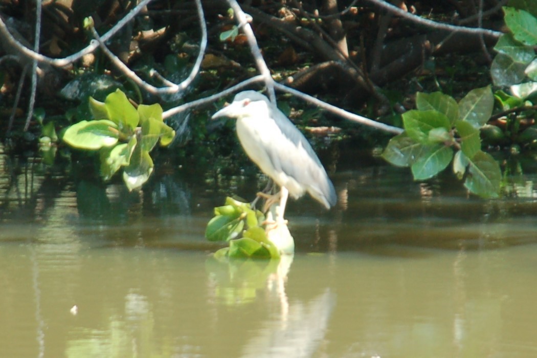 Black-crowned Night Heron - ML446560691