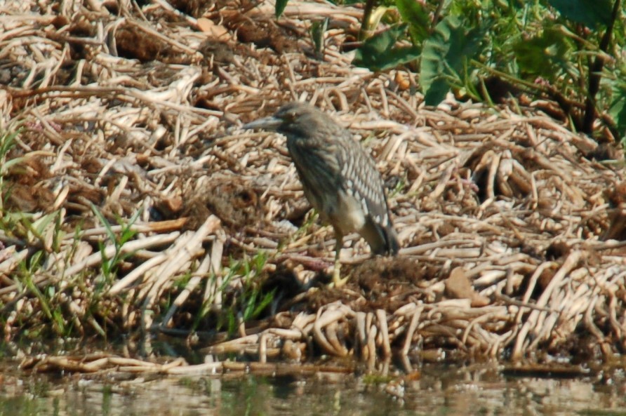 אנפת לילה - ML446560711