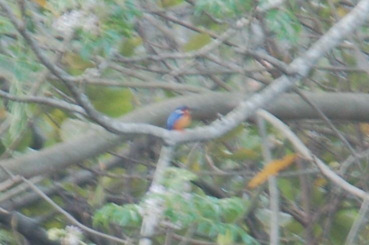 Malagasy Kingfisher - Dieter Oschadleus