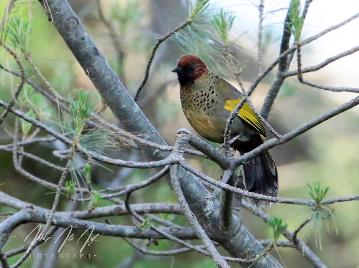 Chestnut-crowned Laughingthrush - AKBAR ALI ASIF