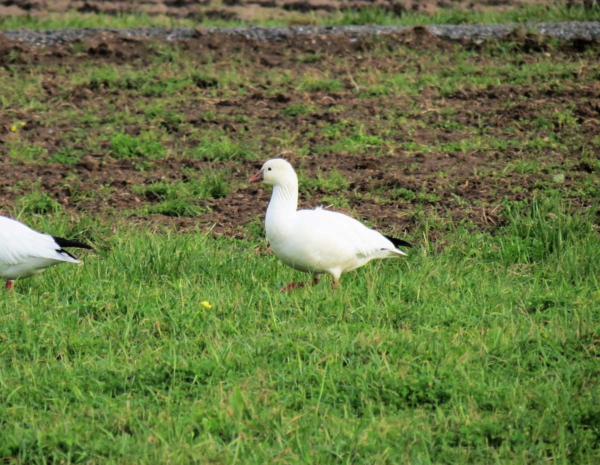 Ross's Goose - ML44656281