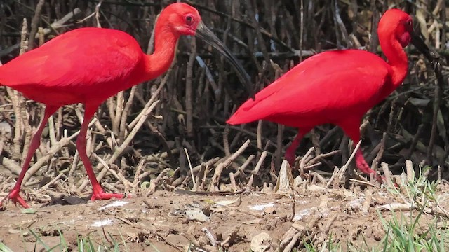 ibis rudý - ML446563421