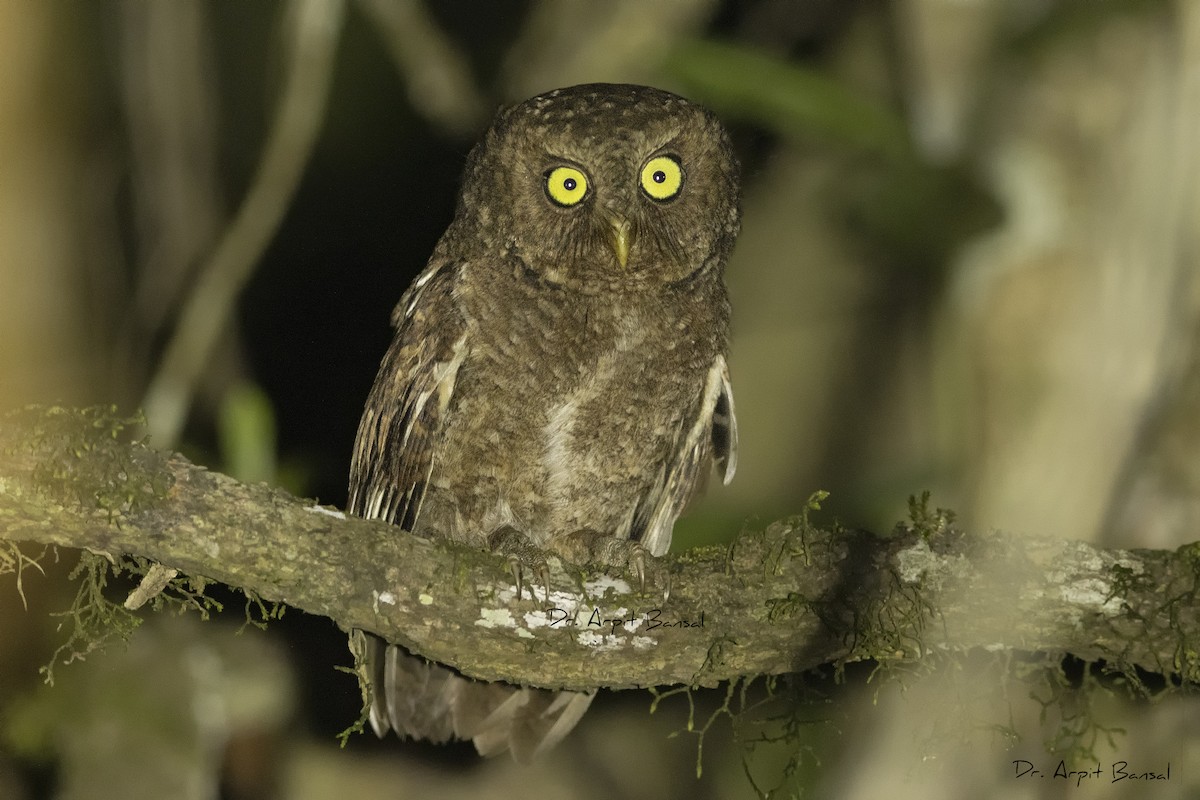 Mountain Scops-Owl - ML446563541