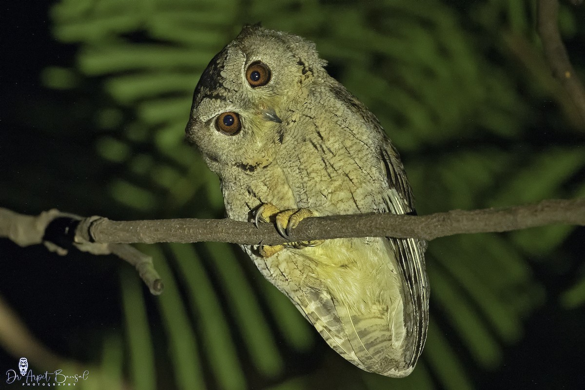 Indian Scops-Owl - Arpit Bansal