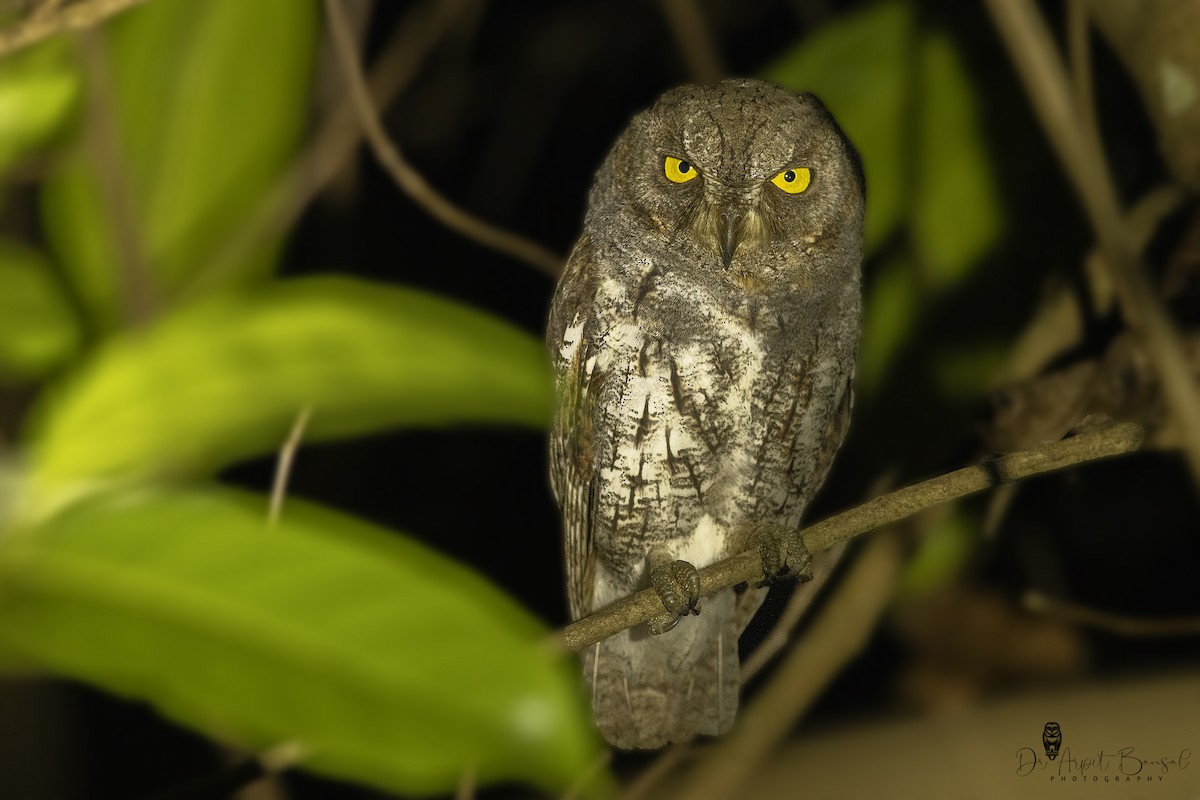 Oriental Scops-Owl - ML446564341
