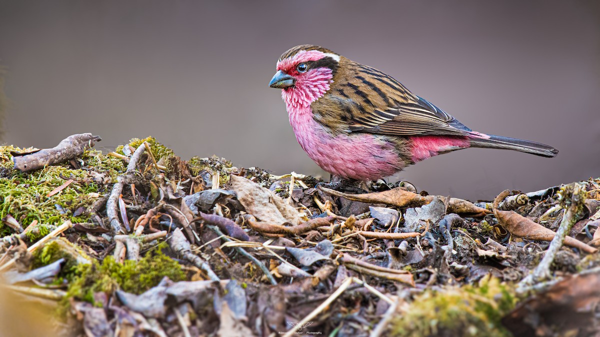 Himalayan White-browed Rosefinch - ML446564391