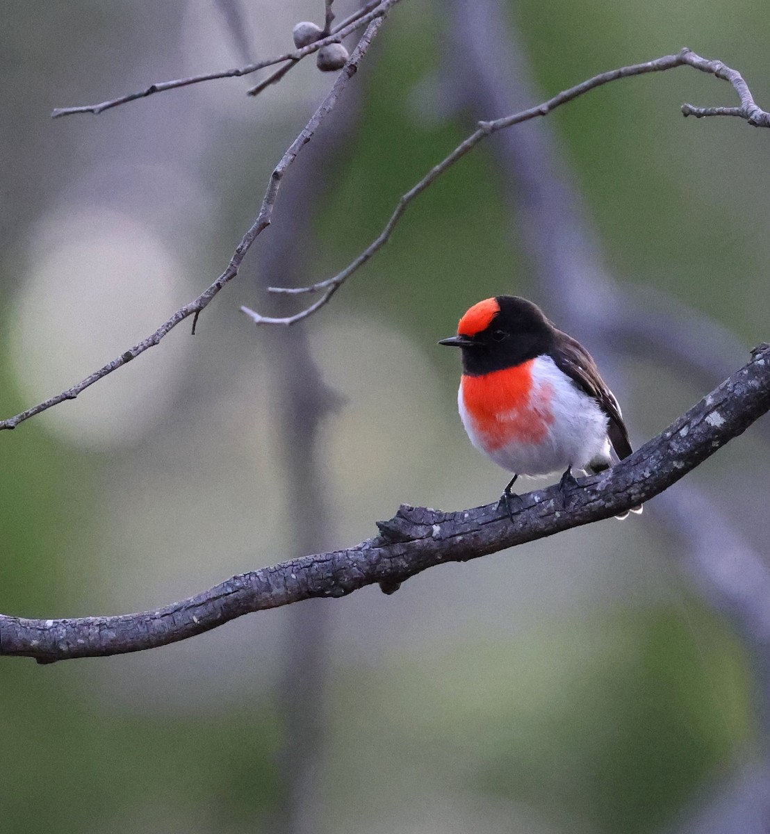Red-capped Robin - ML446565321