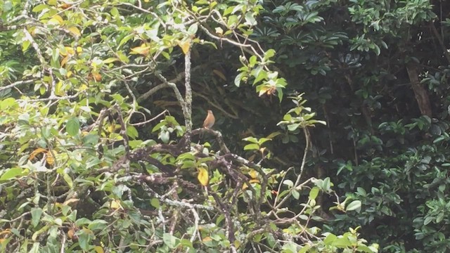 Chinese Hwamei - ML446566021