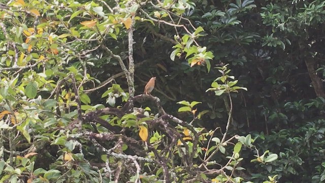 Chinese Hwamei - ML446566041