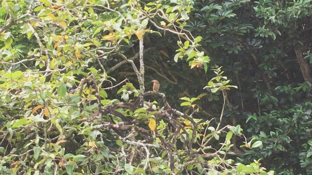 Chinese Hwamei - ML446566061