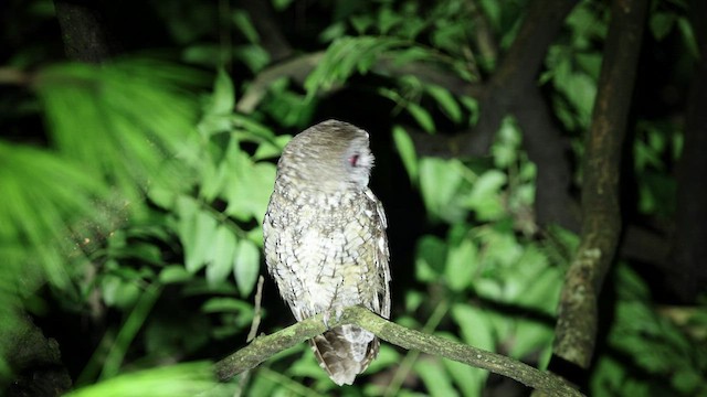 Himalayan Owl - ML446566271