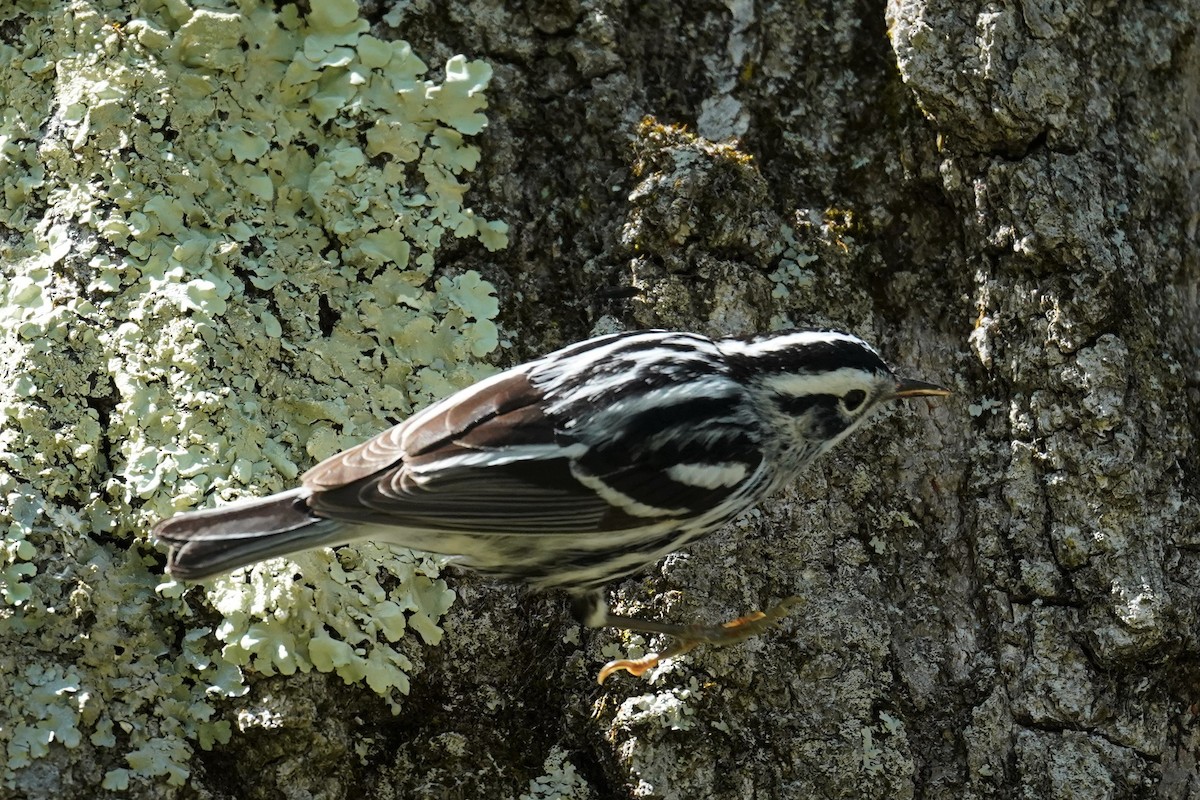 Black-and-white Warbler - ML446566591