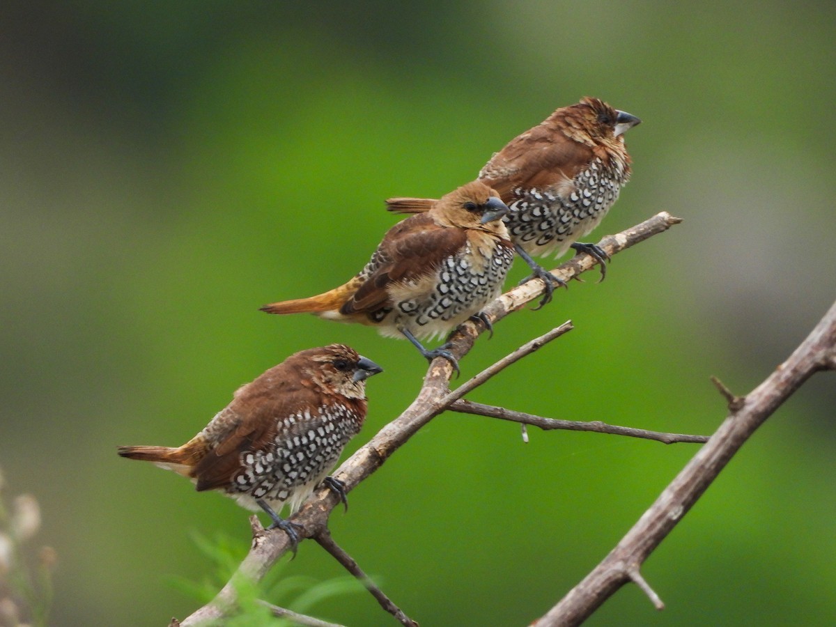 Scaly-breasted Munia - ML446567601