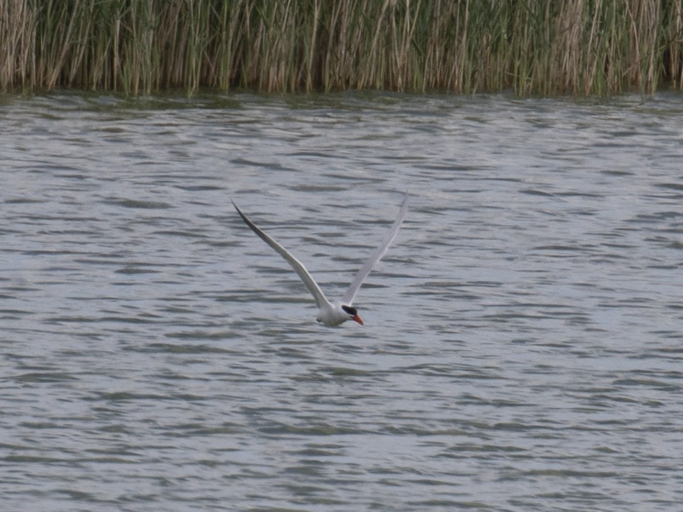 Caspian Tern - ML446568421