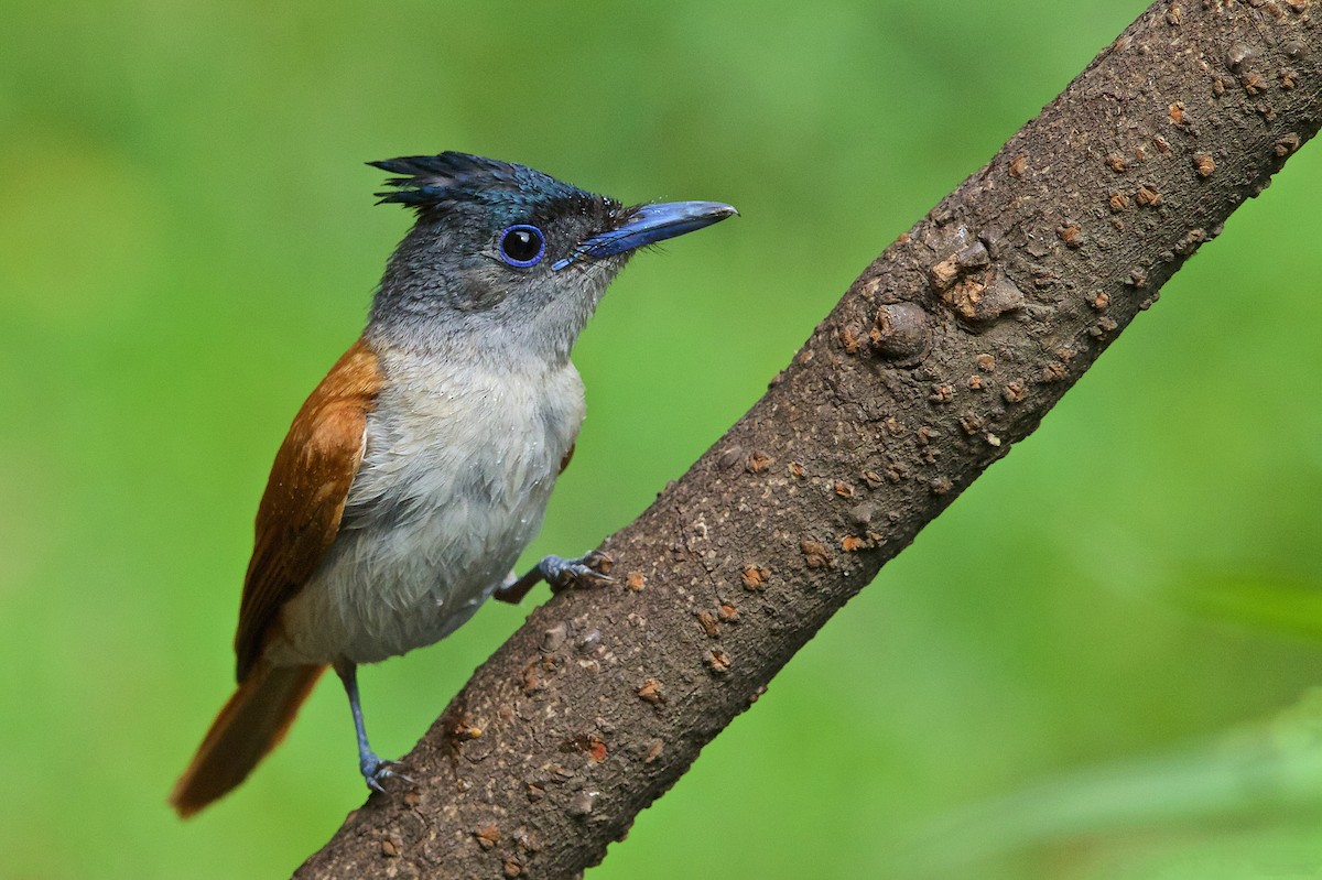 Indian Paradise-Flycatcher - ML446568521