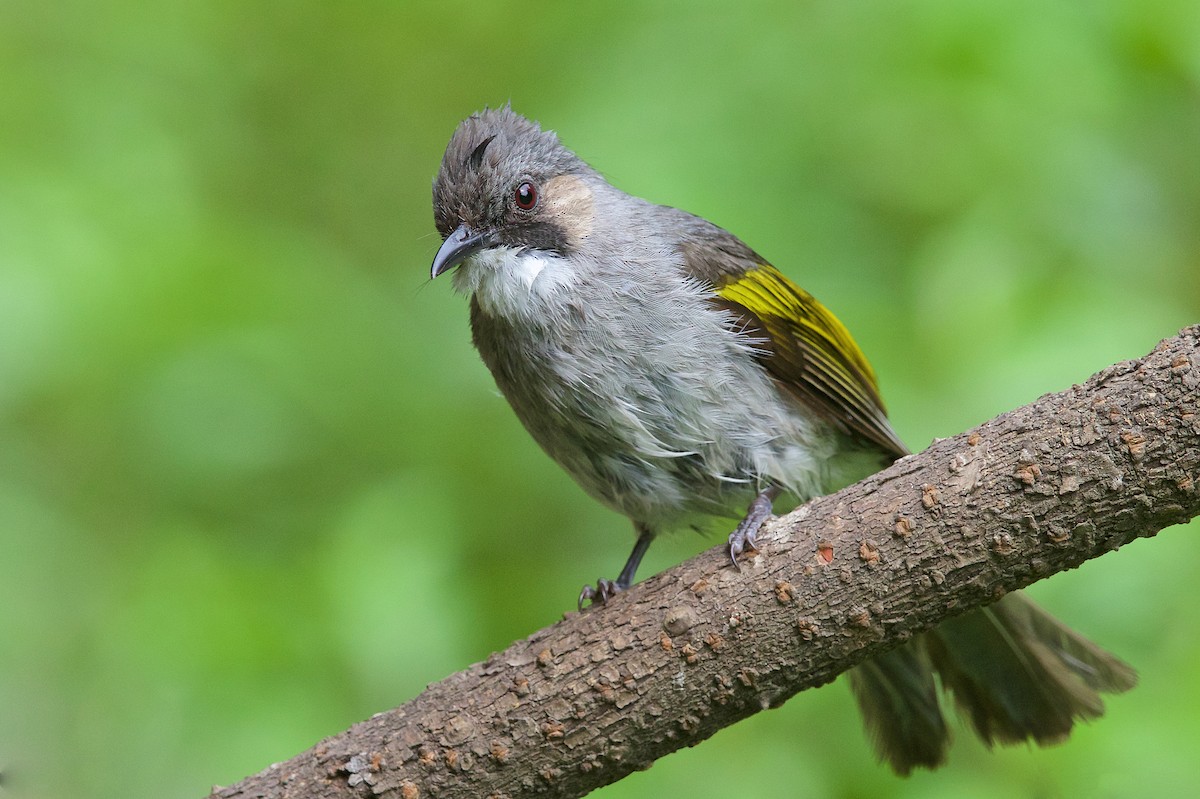 Ashy Bulbul - Arpit Bansal
