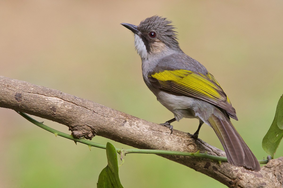 Ashy Bulbul - Arpit Bansal