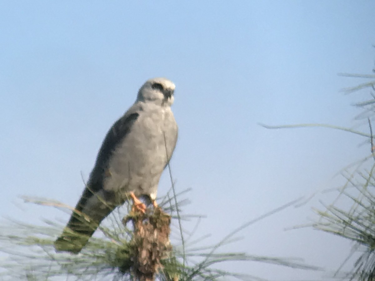 Mississippi Kite - ML446570231