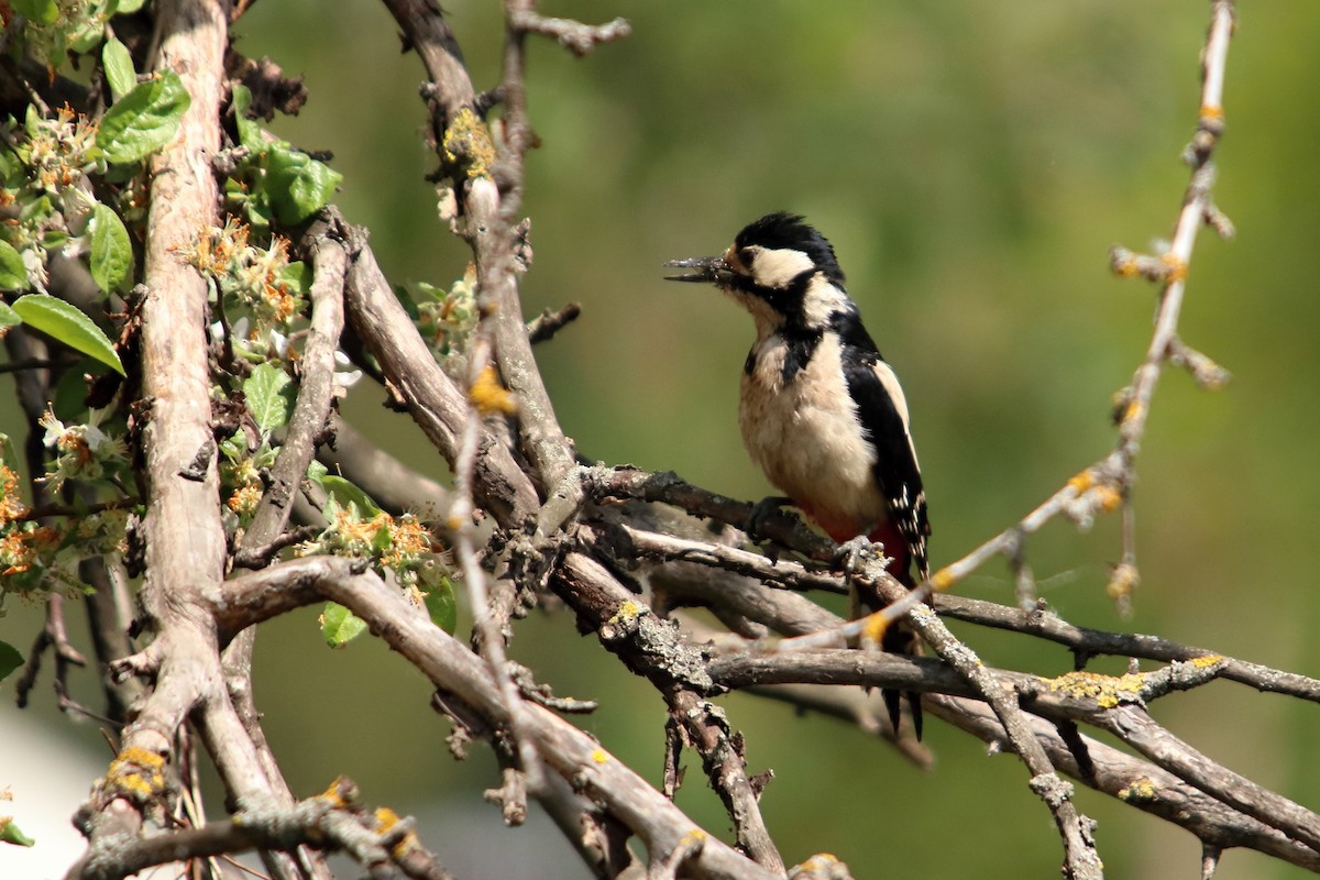 Great Spotted Woodpecker - Johana Drlíková