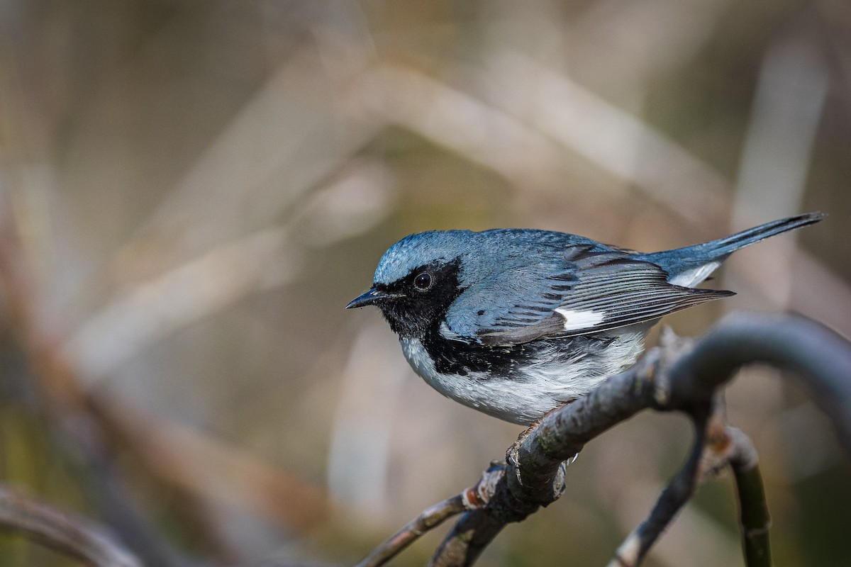 Black-throated Blue Warbler - ML446570511