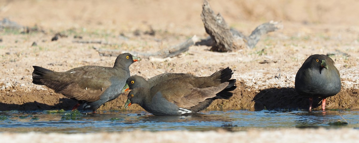 Black-tailed Nativehen - ML446570951