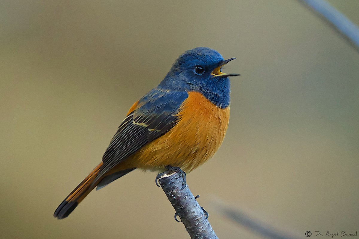 Blue-fronted Redstart - Arpit Bansal