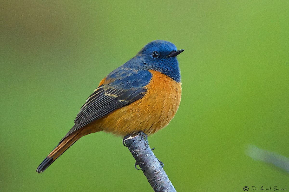 Blue-fronted Redstart - Arpit Bansal