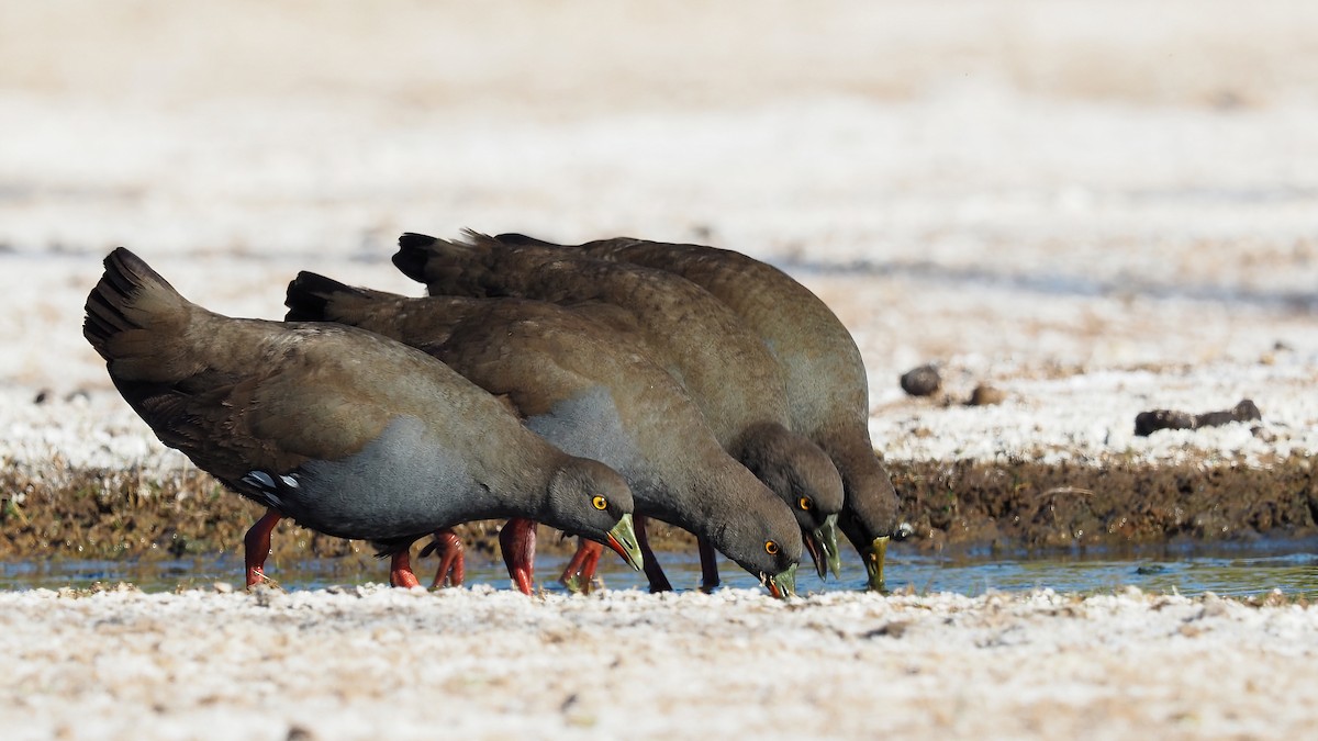 Black-tailed Nativehen - ML446571471