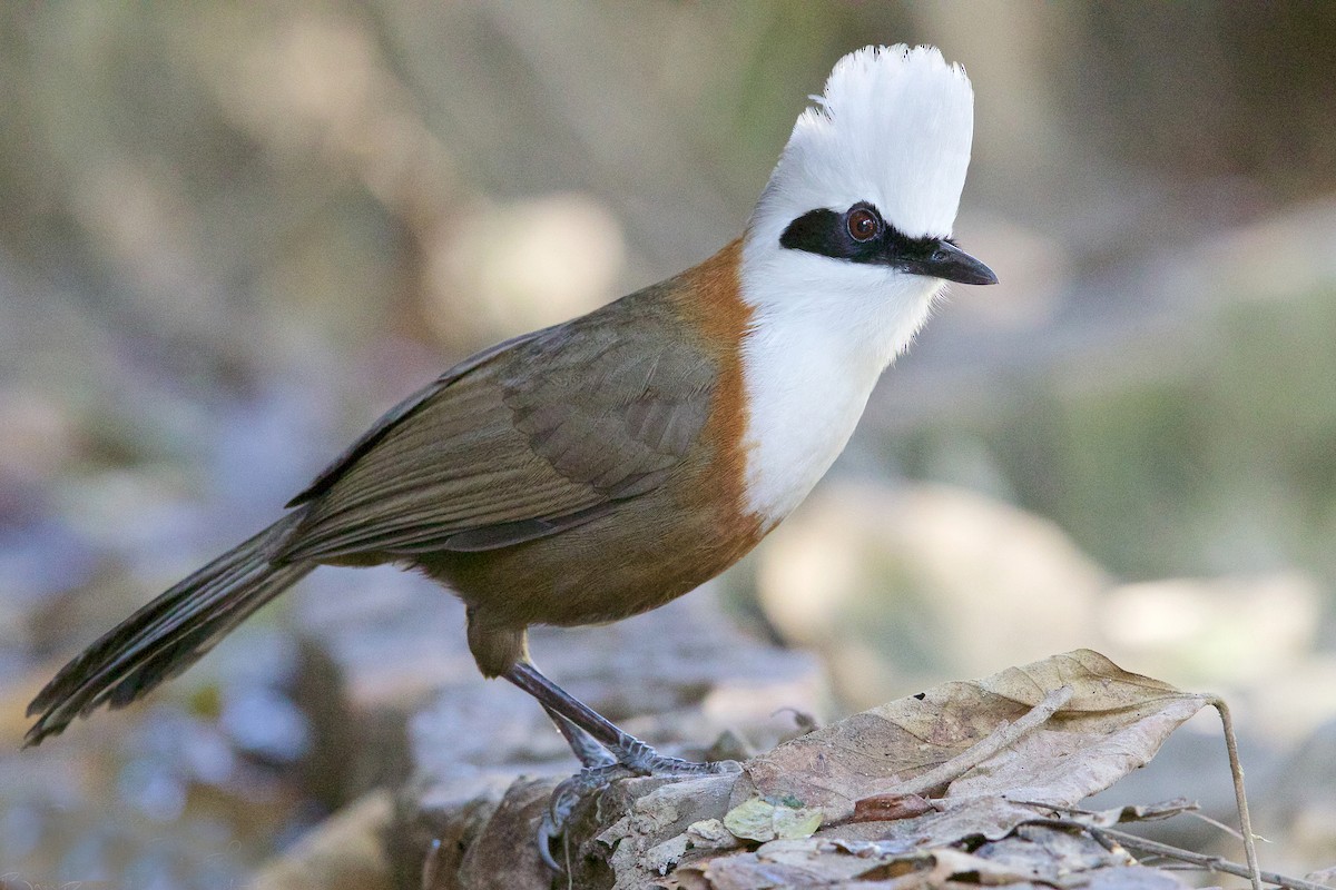White-crested Laughingthrush - Arpit Bansal